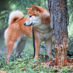 Shiba Inu cute smiling dog playing and having fun