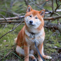 Shiba Inu cute smiling dog playing and having fun