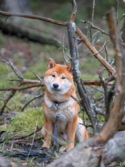 Shiba Inu cute smiling dog playing and having fun