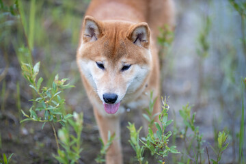 Shiba Inu cute smiling dog playing and having fun