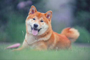 Shiba Inu cute smiling dog playing and having fun