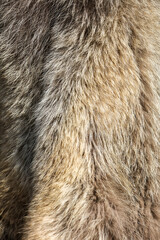 Animal fur as an abstract background.