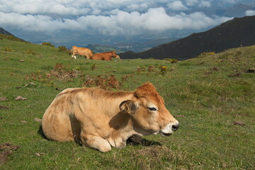 Fototapeta premium Cattle at Lagos de Covadonga in Picos de Europa National Park in Asturias,Spain,Europe 