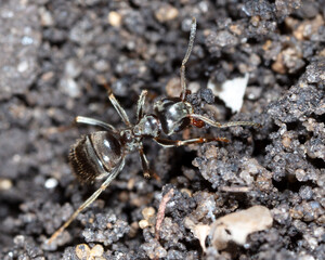 Ant crawling on the ground.