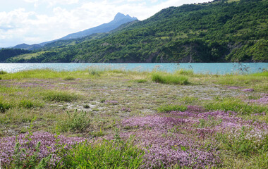 lake in the mountains in summer with pink wildflowers in the southern Alps, France
