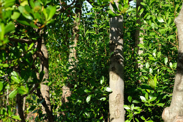 Fototapeta premium fence and tree