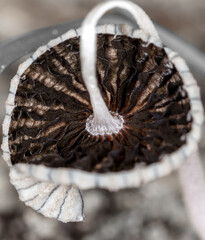 Small poisonous mushroom in the ground.