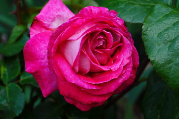 beautiful purple rose flower close-up.