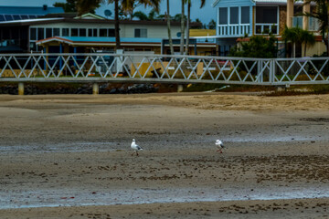 2 Seagulls playing chase me on a deserted beach at cabbage tree point, Queensland