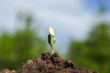 A young pumpkin sprout grows out of the soil on a sunny day, on a blurred natural background. Macro.