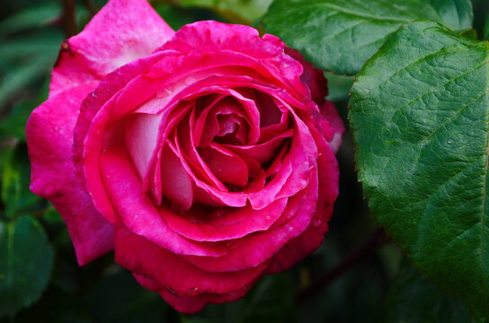 beautiful purple rose flower close-up.