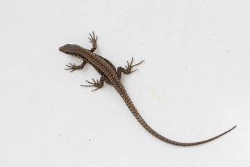 Common lizard (lat. Lacerta agilis) on a white wall
