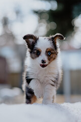 Puppy Australian Shepherd Dog