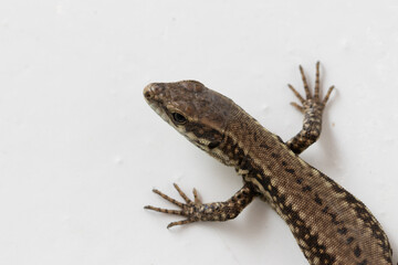 Common lizard (lat. Lacerta agilis) on a white wall close-up