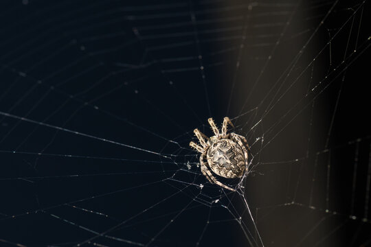 A Scary Spider Resting on Its Web and Waiting for a Prey