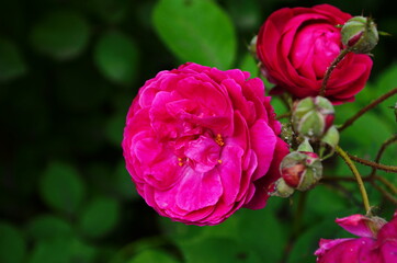 beautiful purple rose flower close-up.