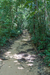 path in the forest, Lazy beach, koh rong samloem island, Sihanoukville, Cambodia.