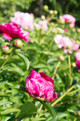 Pink peony on a blurred background of peonies