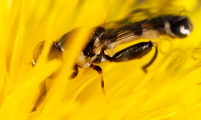 Close-up of a bee on a yellow flower in nature.
