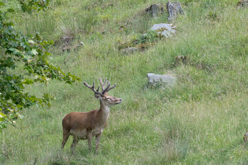 Isolated red deer male at the edge of the woodland (Cervus elaphus)