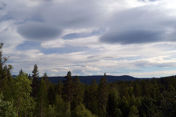 Forest on a summer day in Central Norway