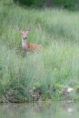 Beautiful red deer female in the grass (Cervus elaphus)