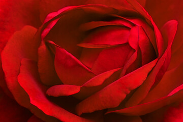 Red rose Flower petals, abstract romance background.