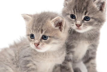 Portrait of two little kitten isolated on a white