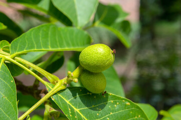 Close Up Of A Young Walnut Tree