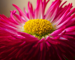 Red aster flower natural background