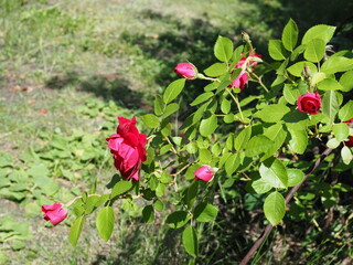 blossom pink roses flower garden on sunny summer day