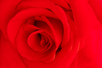 Beautiful Red rose Flower petals, abstract romance background.