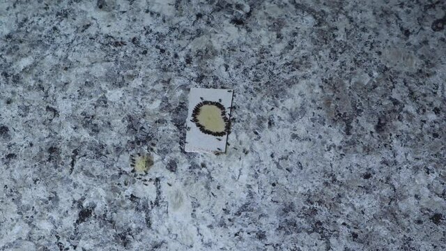 Ants eating poison on counter on white cardboard top view