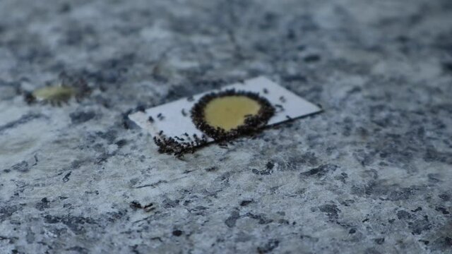 Ants eating poison on counter on white cardboard close up side view
