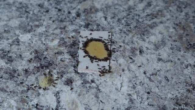 Ants eating poison on counter on white cardboard closeup top view