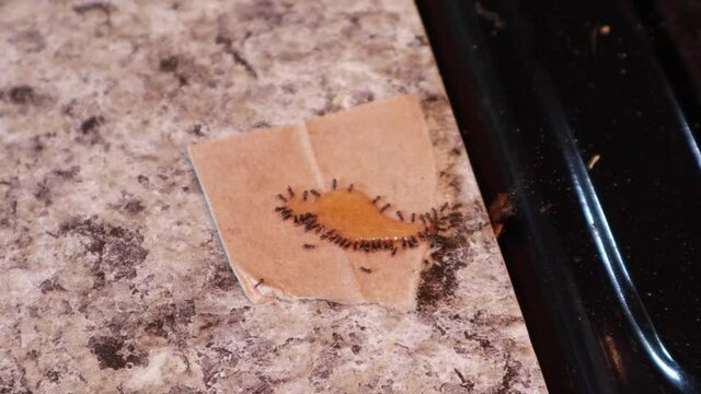 Ants eating poison on counter next to stove on brown cardboard