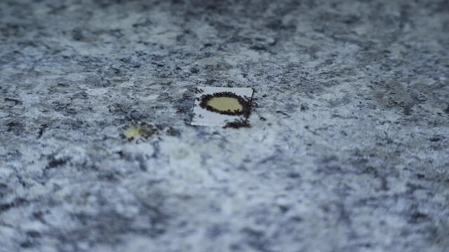 Ants eating poison on counter on white cardboard main view