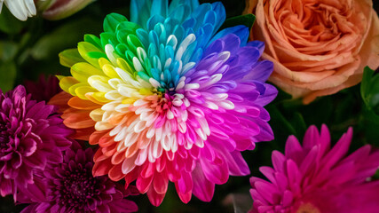 Closeup image of rainbow coloured chrysanthemum flower.