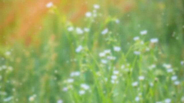 Summer blurred background of small flowers with white petals