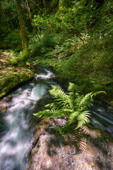 Lush Fern next to a Rushing Water Stream