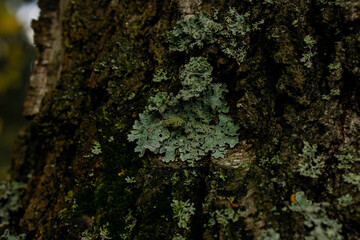 lichen on tree bark