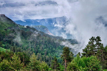 mountain landscapes forests in the clouds
