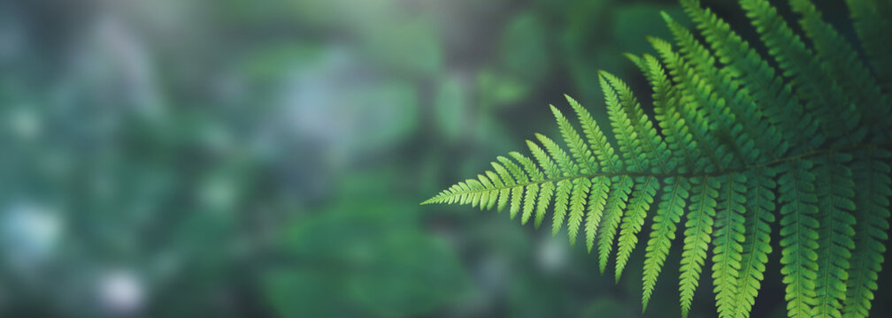 Beautiful green background- plants and water-green fern on a backround of abstract leafs and water drops - header, banner for nature, outdoor adventure ect.