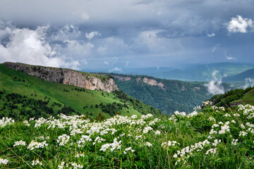 Fototapeta na wymiar abundant flowering of mountain grasses in Alpine meadows