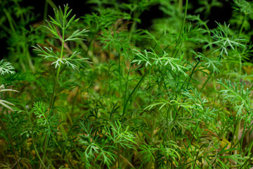 Fennel or dill young herb macro photo isolated on black background