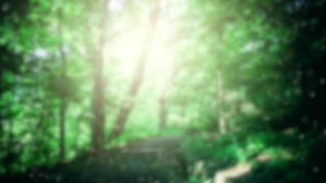 Path in leafy green forest with glare patch of reflected light in the summer day