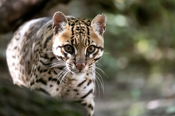 Fototapeta premium portrait of the ocelot, pregnant ocelot female