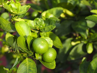 Two green lime on the tree with many leave background