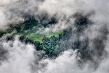 coniferous forest in the mountains among the clouds
