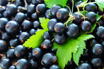 fresh blackcurrant berries close-up